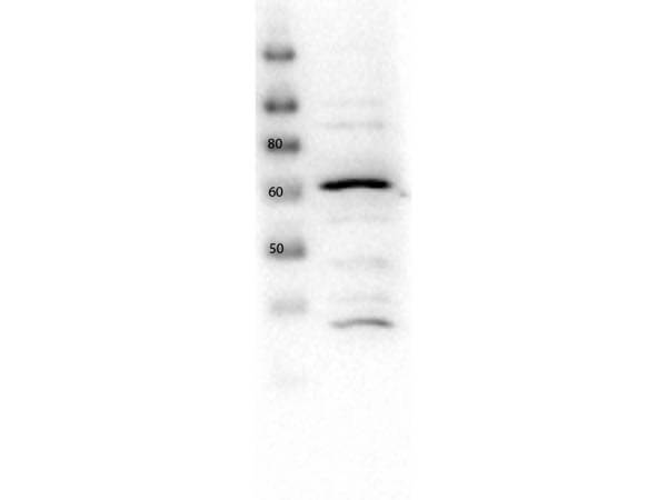 Western Blot of Rabbit Anti-Glut2 Western Blot of Rabbit Anti-Glut2