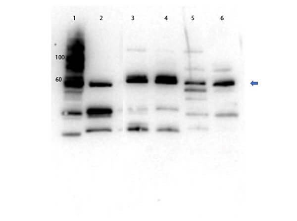 Western Blot of Rabbit Anti-Glut2 Antibody Western Blot of Rabbit Anti-Glut2 Antibody