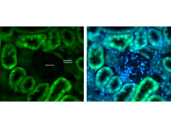 Immunohistochemistry of Anti-Glut2 Antibody Immunohistochemistry of Anti-Glut2 Antibody