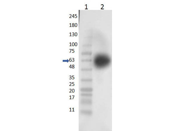 Western Blot of Rabbit Anti-KLF4 Antibody Western Blot of Rabbit Anti-KLF4 Antibody