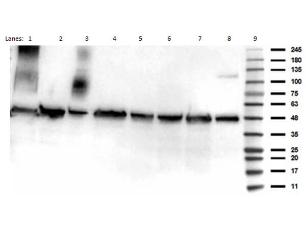 Western Blot of Anti-p53 (ac Lys292) (RABBIT) Antibody Western Blot of Anti-p53 (ac Lys292) (RABBIT) Antibody