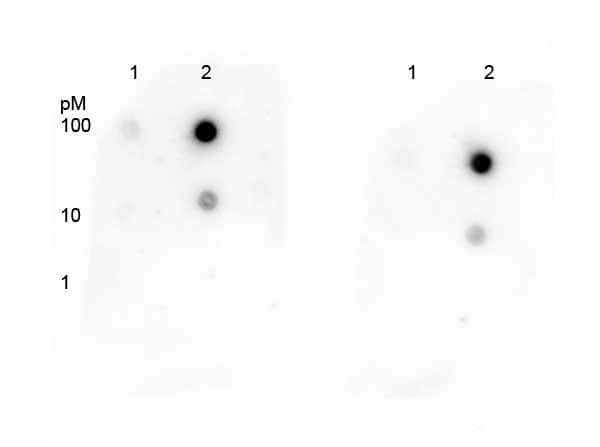 Dot blot of Anti-P53 K292-Ac Antibody Dot blot of Anti-P53 K292-Ac Antibody