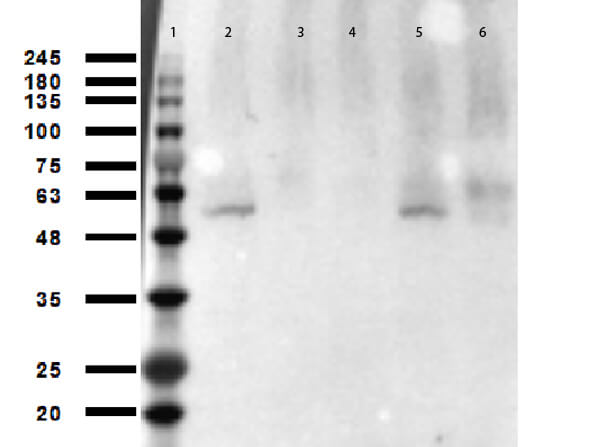 Anti-p53 (ac Lys305) (RABBIT) Antibody - Western Blot Anti-p53 (ac Lys305) (RABBIT) Antibody - Western Blot