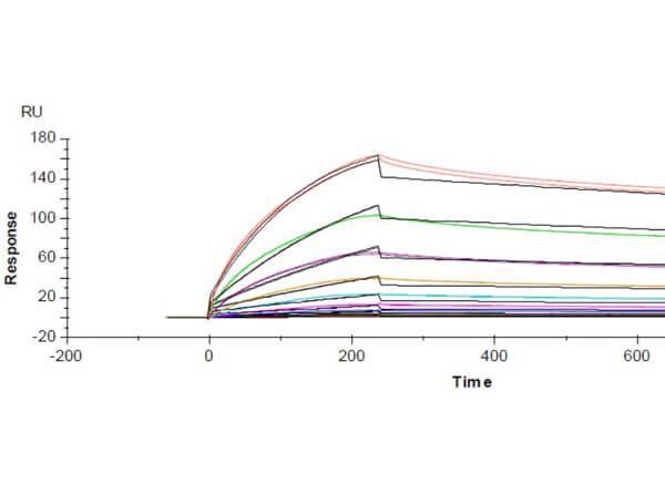 Surface Plasmon Resonance (SPR) Data of Unconjugated Rabbit Anti-SARS-CoV-2 Nucleocapsid (N) Antibody Surface Plasmon Resonance (SPR) Data of Unconjugated Rabbit Anti-SARS-CoV-2 Nucleocapsid (N) Antibody