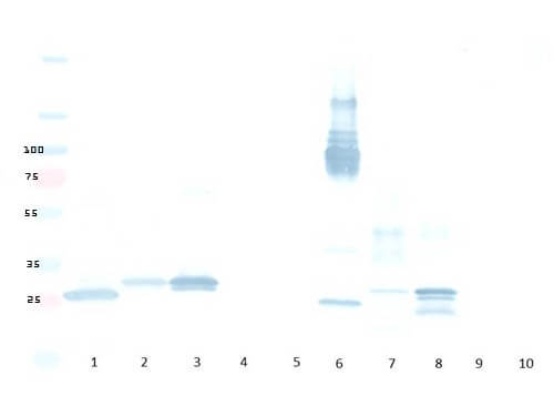 Western Blot -Rabbit anti-mCherry Western Blot -Rabbit anti-mCherry