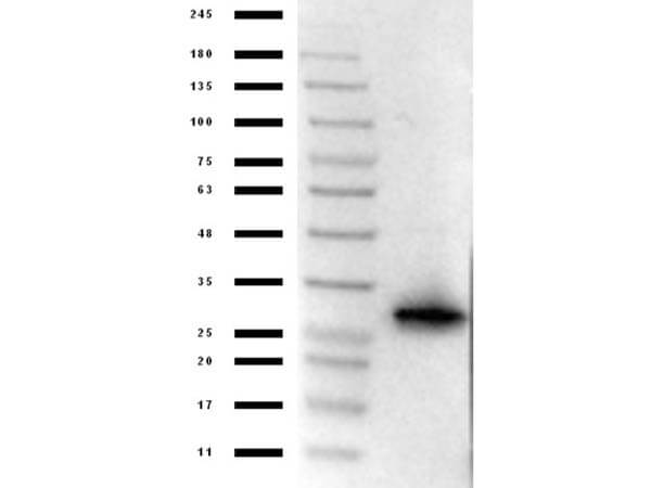 Western Blot of Anti-mCherry Antibody Western Blot of Anti-mCherry Antibody