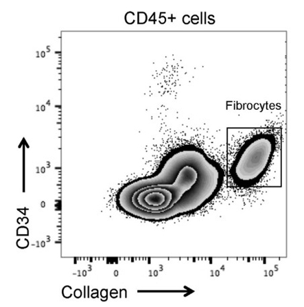 Anti-Collagen Type I FITC Anti-Collagen Type I FITC