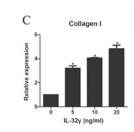 Anti-Collagen Type I FITC Anti-Collagen Type I FITC