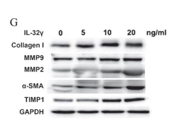 Anti-Collagen Type I FITC Anti-Collagen Type I FITC