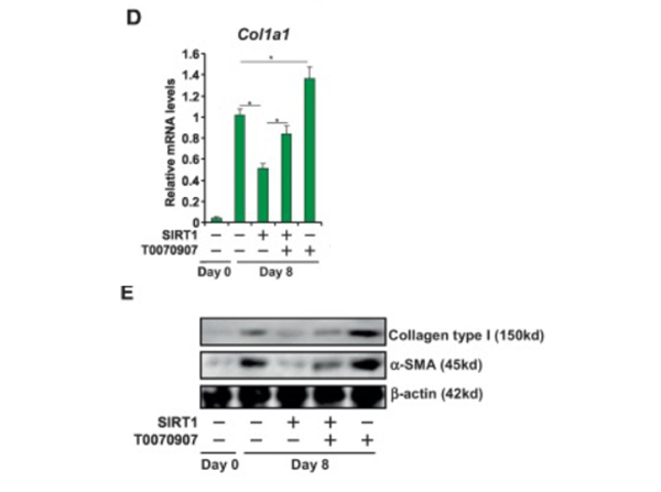 qPCR and Western Blot of Anti-Collagen Type I qPCR and Western Blot of Anti-Collagen Type I