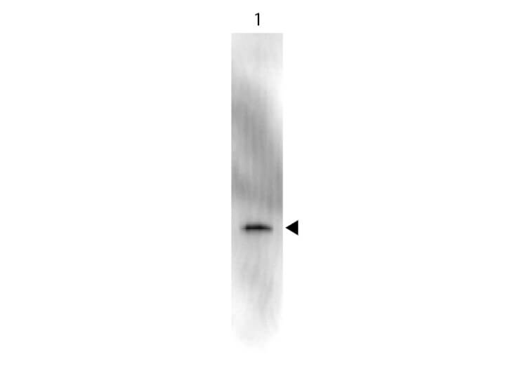 Peroxidase - Western Blot Peroxidase - Western Blot