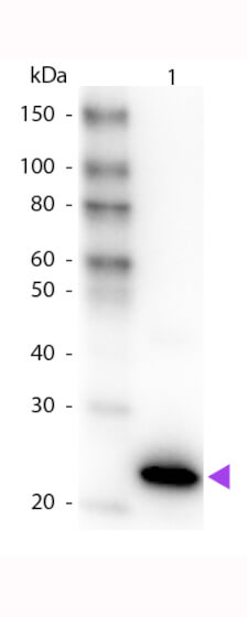 WB - GFP Antibody Peroxidase Conjugated WB - GFP Antibody Peroxidase Conjugated