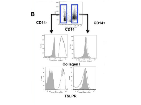 Flow Cytometry of Anti-Collagen Type I Antibody Biotin Conjugate Flow Cytometry of Anti-Collagen Type I Antibody Biotin Conjugate
