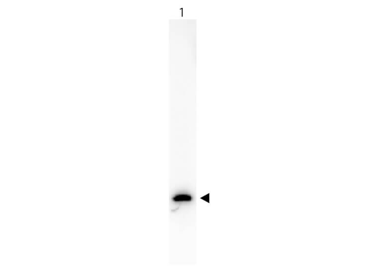 Biotin Mouse Anti GFP Antibody - Western Blot Biotin Mouse Anti GFP Antibody - Western Blot