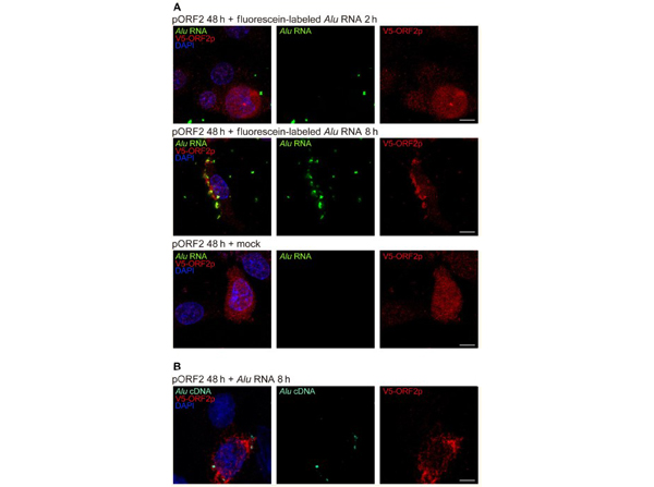 V5 Epitope Tag Antibody Dylight™ 549 Conjugated