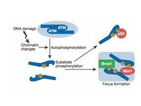 Schematic of ATM induction by DNA damage. Schematic of ATM induction by DNA damage.