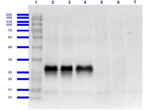 Western Blot Results of Chicken Anti-GFP Antibody Western Blot Results of Chicken Anti-GFP Antibody