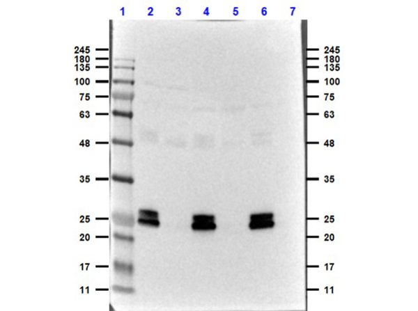 Western Blot of Chicken anti-GFP Antibody with Serums Western Blot of Chicken anti-GFP Antibody with Serums