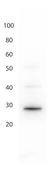Western Blot - Anti-GFP Antibody Western Blot - Anti-GFP Antibody