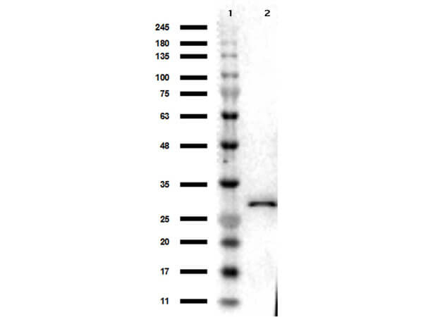 Western Blot of Chicken Anti-RFP Antibody Western Blot of Chicken Anti-RFP Antibody