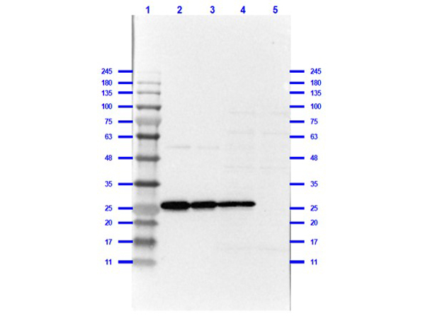 RFP Antibody