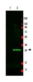 Anti-GFP Antibody - Western Blot Anti-GFP Antibody - Western Blot