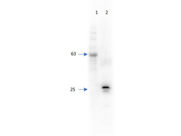 Western Blot of Chicken Anti-RFP Antibody Biotin Conjugated Western Blot of Chicken Anti-RFP Antibody Biotin Conjugated