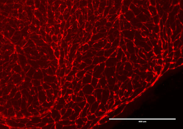 Immunofluorescence Microscopy of Chicken Anti-RFP antibody. Immunofluorescence Microscopy of Chicken Anti-RFP antibody.