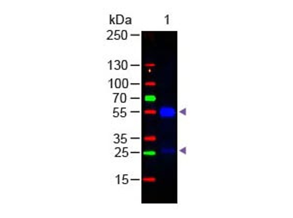 Goat IgG (H&L) Antibody DyLight™ 488 Conjugated Pre-Adsorbed