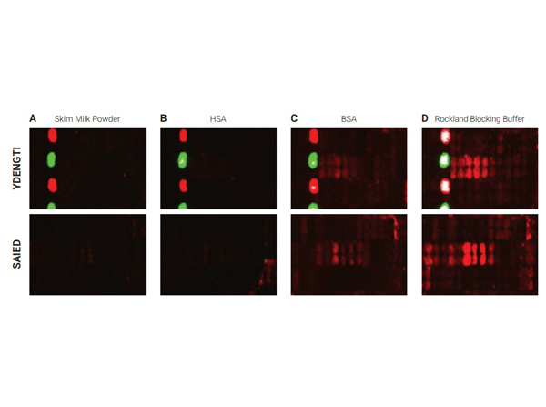 Selected sections of the PEPperCHIP® Peptide Microarrays after assay with different blocking reagents Selected sections of the PEPperCHIP® Peptide Microarrays after assay with different blocking reagents