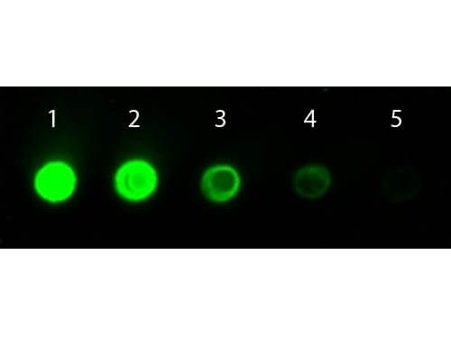 Mouse IgG Antibody DyLight 800 Conjugated - Dot Blot Mouse IgG Antibody DyLight 800 Conjugated - Dot Blot