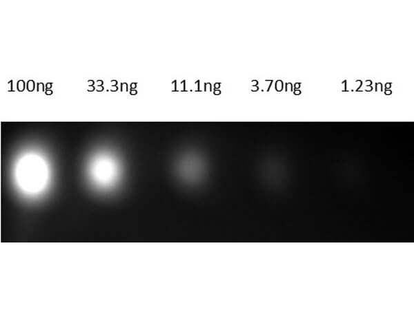 Dot Blot of Anti-Mouse IgG Antibody DyLight™800 Conjugate Dot Blot of Anti-Mouse IgG Antibody DyLight™800 Conjugate
