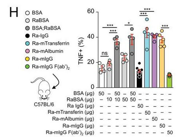 Results using Rabbit Anti-Mouse IgG Results using Rabbit Anti-Mouse IgG