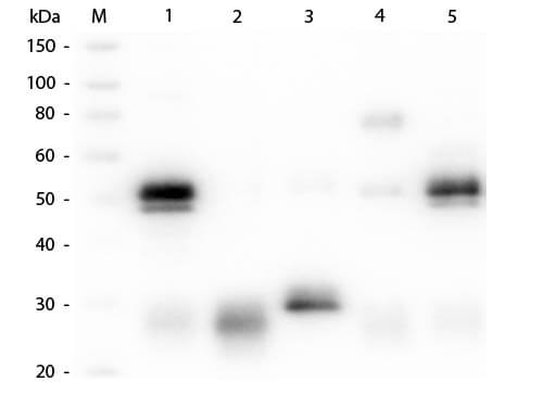 Western Blot of Anti-Rabbit IgG (H&L) (GOAT) Antibody (Min X Bv, Ch, Gt, GP, Ham, Hs, Hu, Ms, Rt & Sh Serum Proteins) (p/n 611-101-122) Western Blot of Anti-Rabbit IgG (H&L) (GOAT) Antibody (Min X Bv, Ch, Gt, GP, Ham, Hs, Hu, Ms, Rt & Sh Serum Proteins) (p/n 611-101-122)