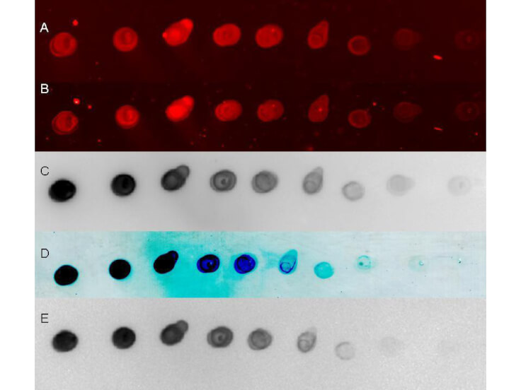 HRP-conjugated Goat-Anti-Rabbit secondary antibody- Immunoblot HRP-conjugated Goat-Anti-Rabbit secondary antibody- Immunoblot