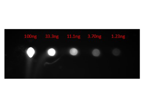 Dot Blot of Goat Anti-Rabbit IgG CY3 Dot Blot of Goat Anti-Rabbit IgG CY3