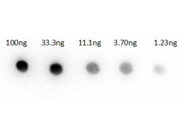 Dot Blot of Goat Anti-Rabbit IgG Dot Blot of Goat Anti-Rabbit IgG