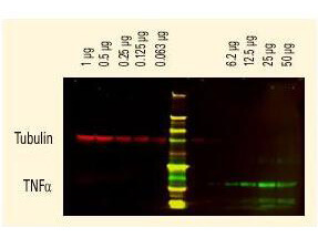 Rabbit IgG (H&L) Antibody DyLight™ 680 Conjugated