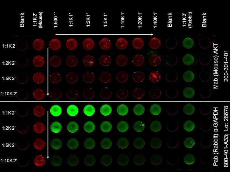 ELISA - Rabbit IgG (H&L) Antibody DyLight™ 800 Conjugated Pre-Adsorbed ELISA - Rabbit IgG (H&L) Antibody DyLight™ 800 Conjugated Pre-Adsorbed