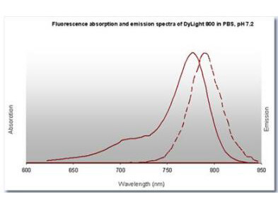 DyLight™ 800 Fluorescence Spectra. DyLight™ 800 Fluorescence Spectra.