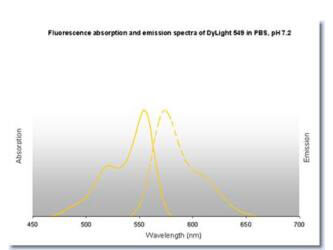 DyLight™ 549 Fluorescence Spectra. DyLight™ 549 Fluorescence Spectra.