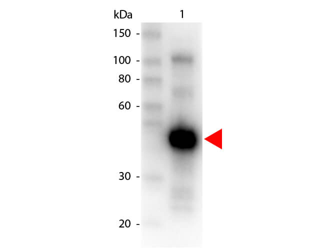 Monkey IgG gamma Antibody Peroxidase Conjugated