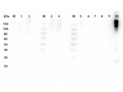 Fab2 Mouse IgG Antibody Peroxidase Conjugated Pre-absorbed - Western Blot Fab2 Mouse IgG Antibody Peroxidase Conjugated Pre-absorbed - Western Blot