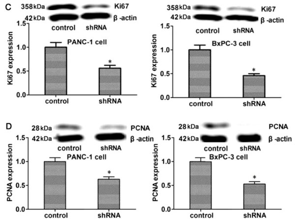 Western Blot results using Goat F(ab')2 Anti-Rabbit IgG Western Blot results using Goat F(ab')2 Anti-Rabbit IgG