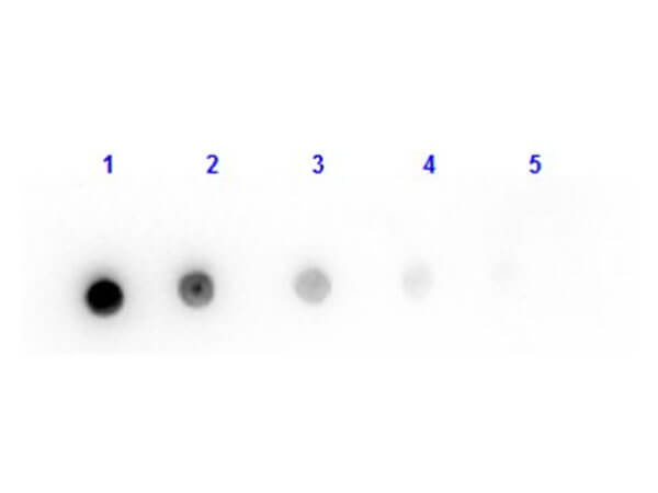 Dot Blot of Fab Anti-Mouse IgG Antibody Dot Blot of Fab Anti-Mouse IgG Antibody
