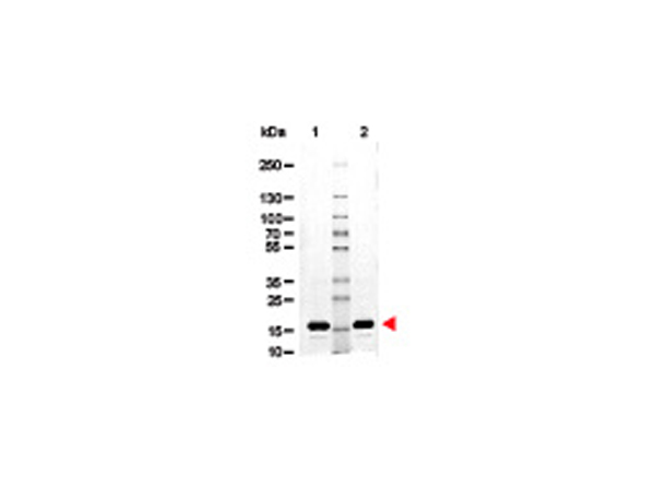 SDS-Page of Avidin. SDS-Page of Avidin.