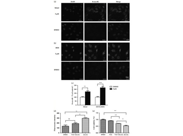 Fluorescent results using Avidin CY3 Fluorescent results using Avidin CY3