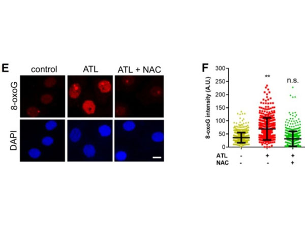 Fluorescent results using Avidin CY3 Fluorescent results using Avidin CY3