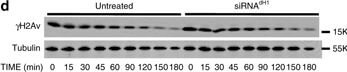 Western Blot of Anti-Histone H2AvD pS137 Western Blot of Anti-Histone H2AvD pS137