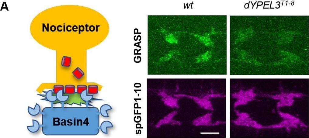 Immunofluorescence of Anti-RFP mx3 Immunofluorescence of Anti-RFP mx3